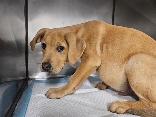 WOODY - Pit Bull Terrier available for adoption