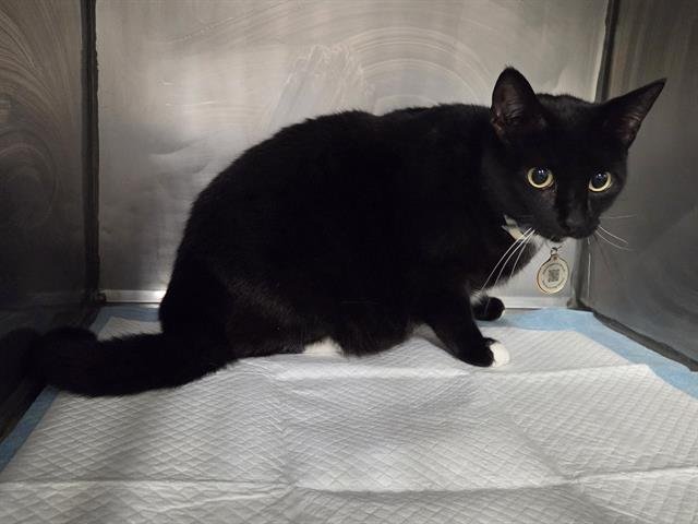 CHASE - Domestic Short Hair available for adoption