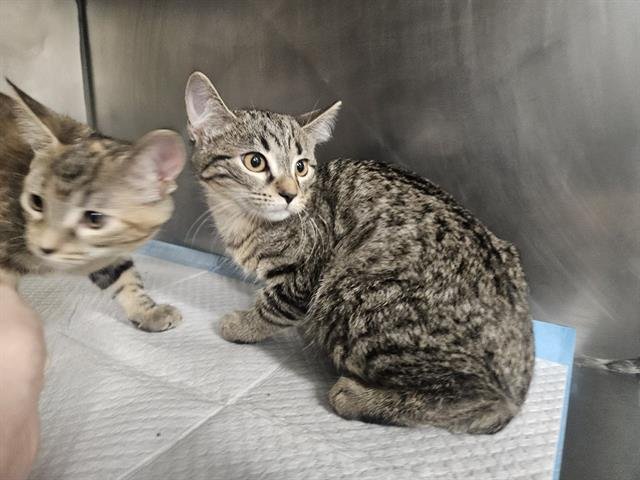 WAFFLES - Domestic Short Hair available for adoption