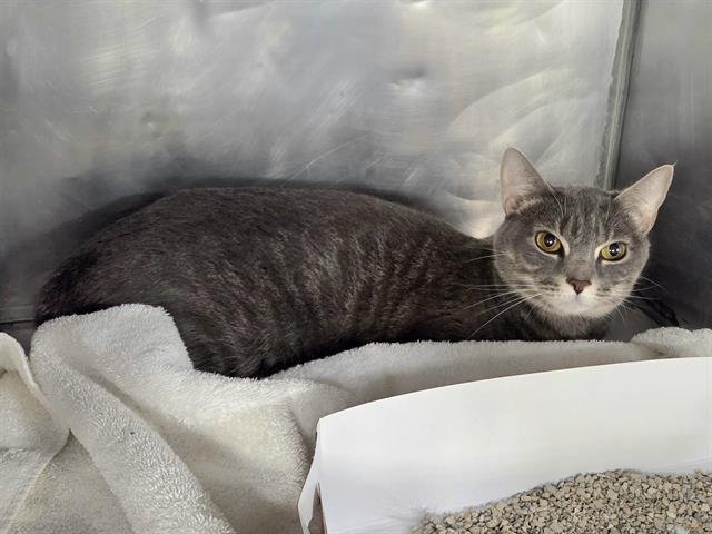 ELOISE - Domestic Short Hair available for adoption