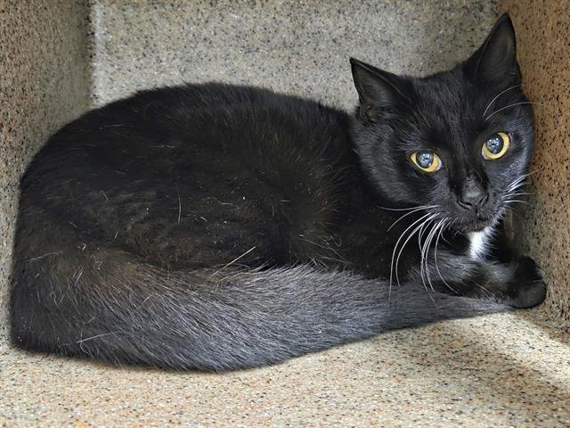 HEIDI - Domestic Short Hair available for adoption