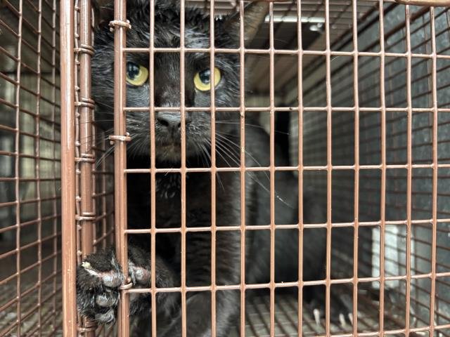 HONEY - Domestic Short Hair available for adoption