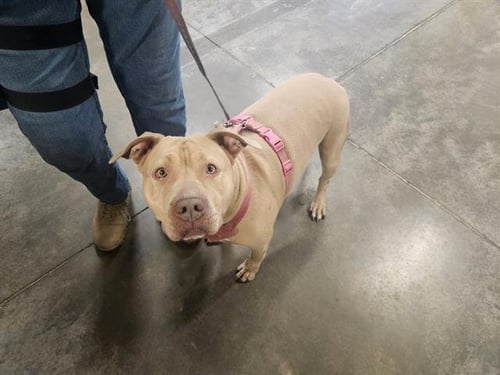 AUTUMN - Bulldog available for adoption