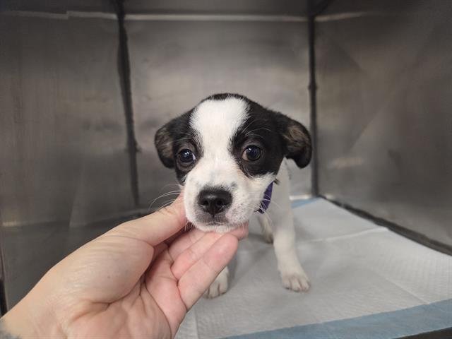 RUBY - Terrier available for adoption