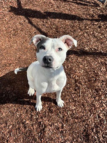 ROSE - Pit Bull Terrier available for adoption