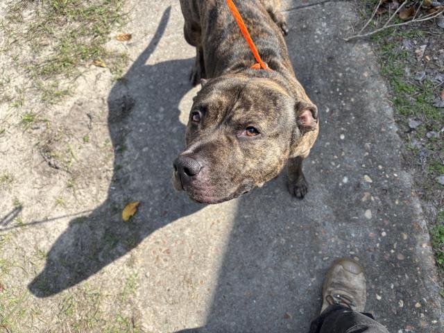 REMY - Bulldog available for adoption