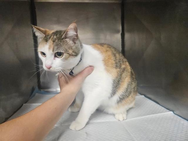 MOONIE - Domestic Short Hair available for adoption