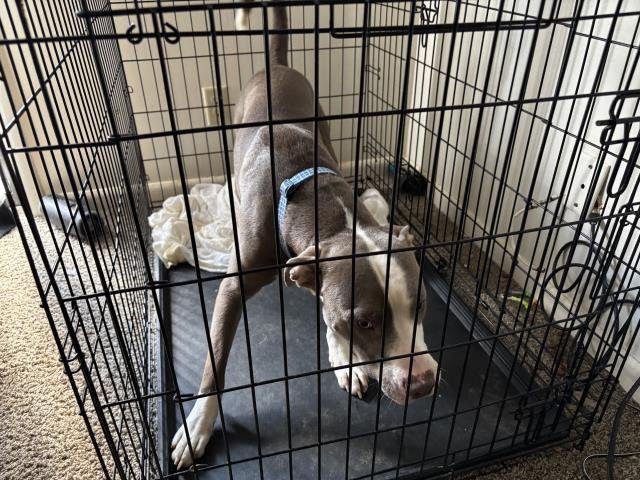 FLETCHER - American Pit Bull Terrier available for adoption