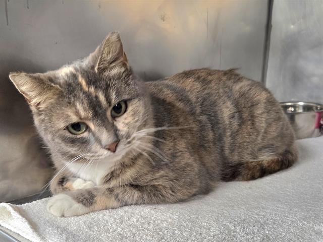 ALANI - Domestic Short Hair available for adoption