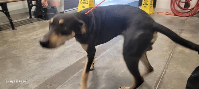 BENTLEY - Labrador Retriever available for adoption