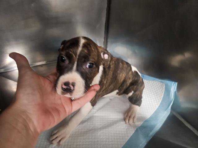 BRUCE - Terrier available for adoption