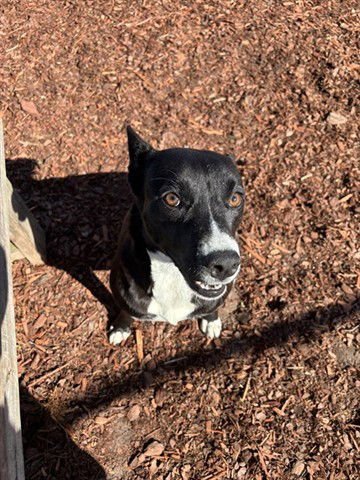 CLEO - Terrier available for adoption