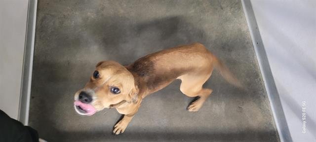 ROSE - Hound available for adoption