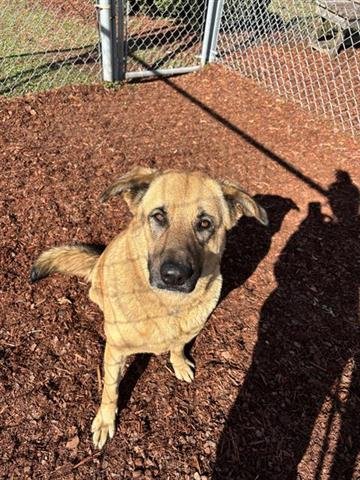 KODA - German Shepherd Dog available for adoption