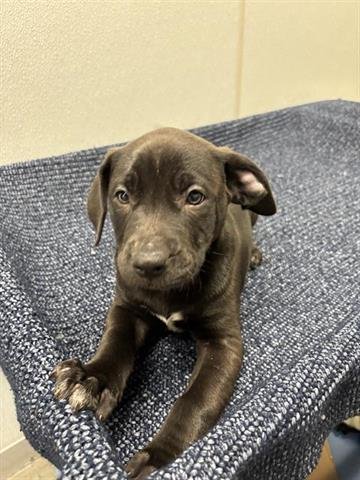 TOMMY - Labrador Retriever available for adoption