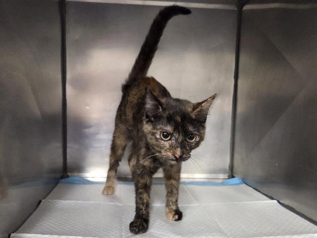 CARTIER - Domestic Short Hair available for adoption