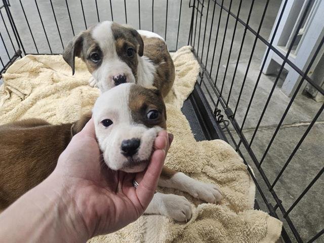 GLORIA - Terrier available for adoption