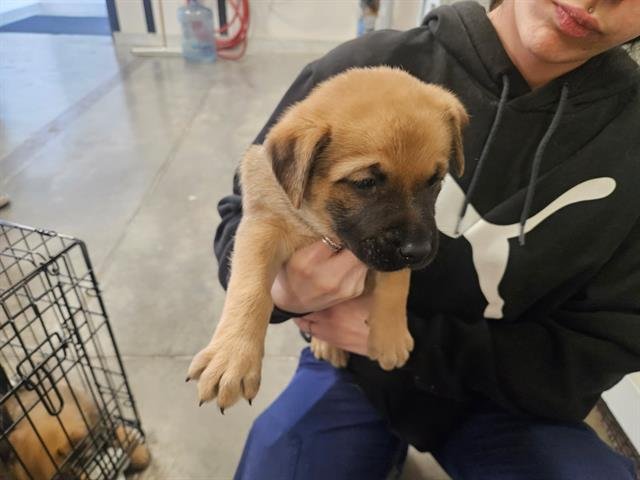 FERN - Labrador Retriever / Boxer available for adoption