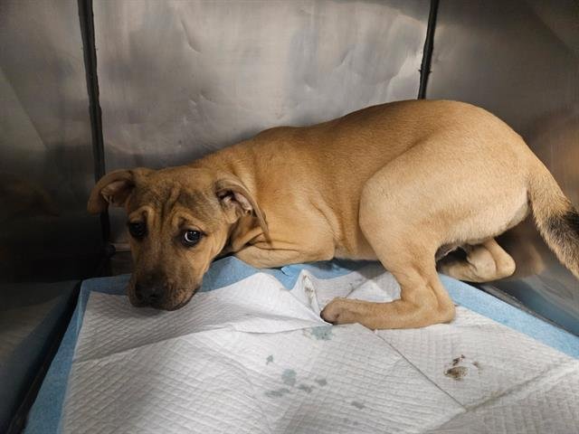 SLINKY - Pit Bull Terrier available for adoption