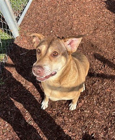 VALERIE - Labrador Retriever available for adoption