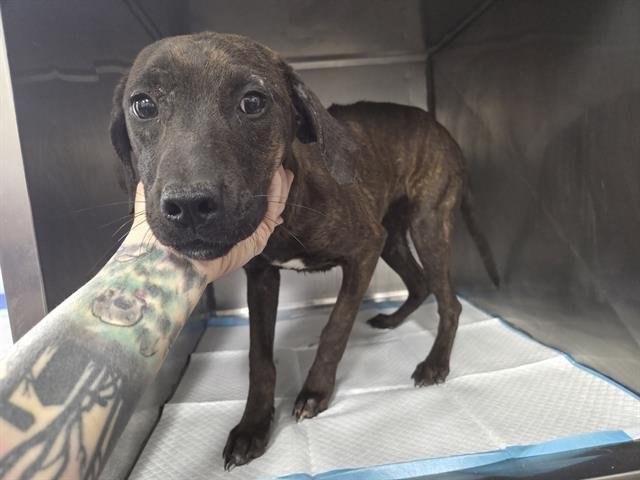 RAVEN - Black Mouth Cur available for adoption