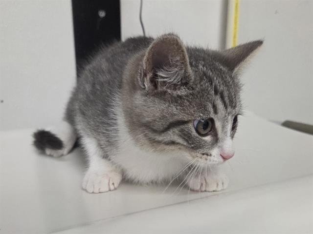 ALIVIA - Domestic Short Hair available for adoption