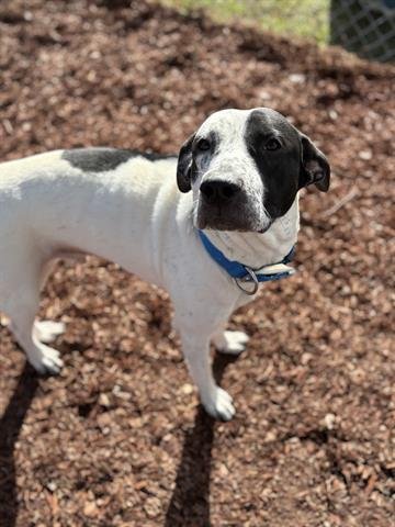 LUTHER - Labrador Retriever available for adoption