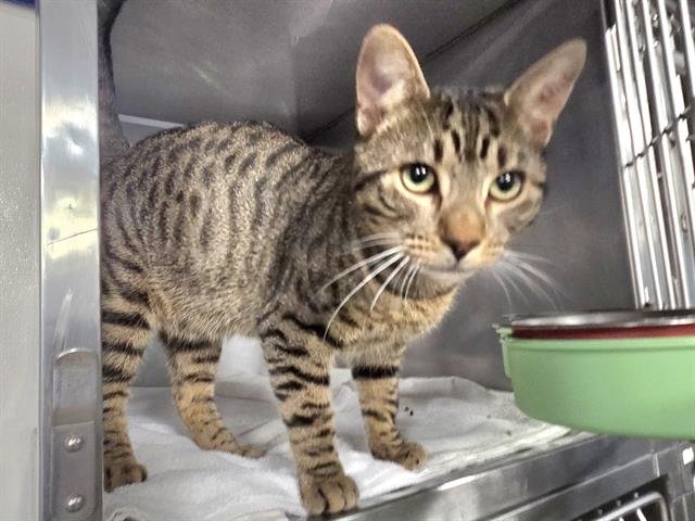 DUBLIN - Domestic Short Hair available for adoption