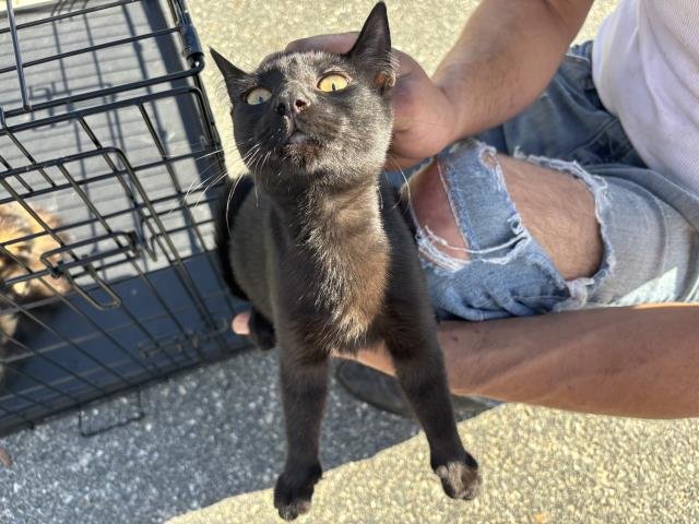 AQUATA - Domestic Short Hair available for adoption