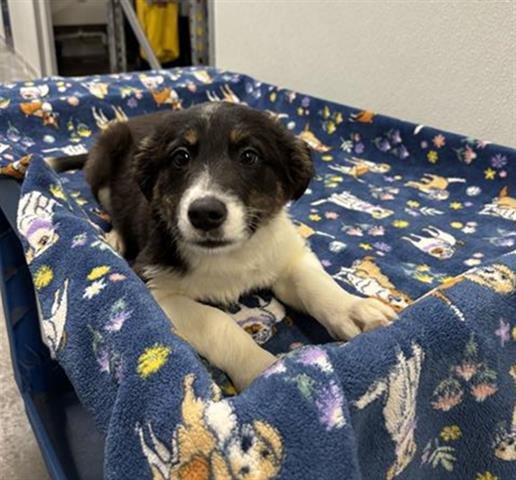 PRIYA - Labrador Retriever available for adoption