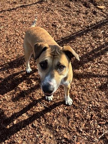 KYLIE - Black Mouth Cur available for adoption