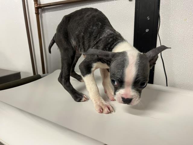 KHLOE - Boston Terrier available for adoption