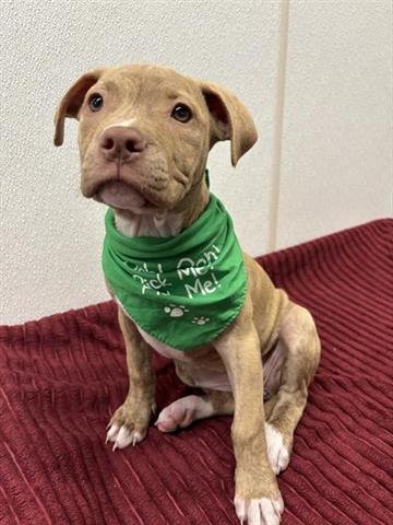 PERCY - American Bulldog available for adoption