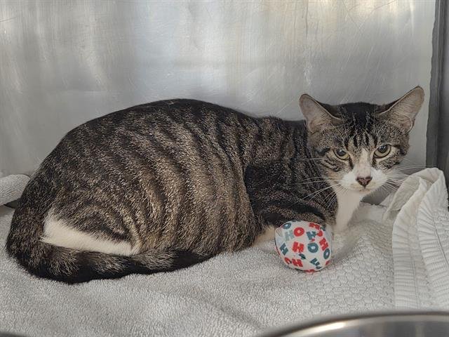 BELLA - Domestic Short Hair available for adoption