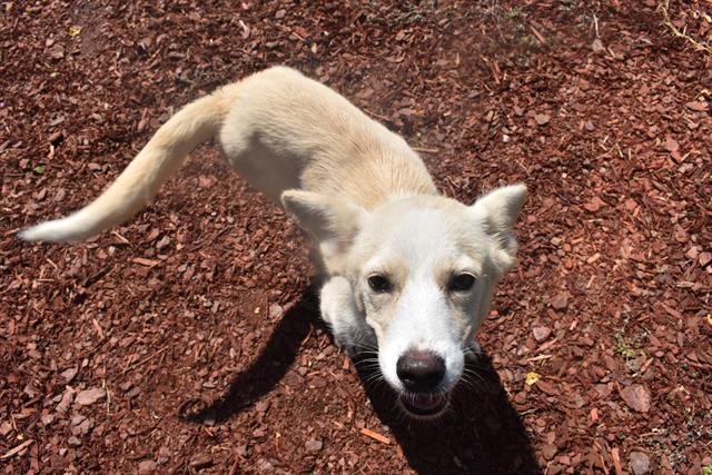 TIANA - Terrier available for adoption