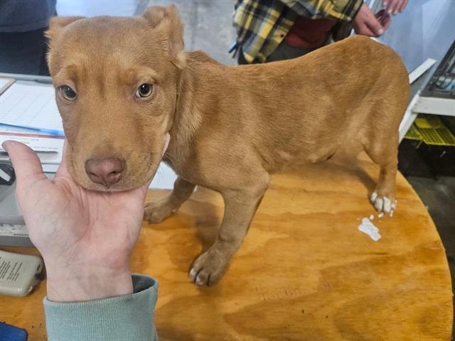 WALLY - Pit Bull Terrier available for adoption