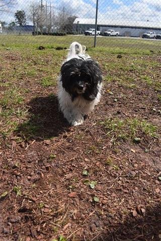 MOLLY - Havanese available for adoption