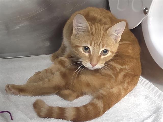 CALLIE - Domestic Short Hair available for adoption