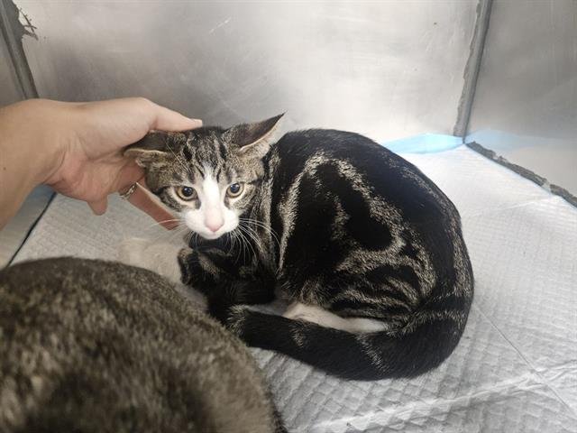 JUNIOR - Domestic Short Hair available for adoption