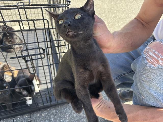 ALANA - Domestic Short Hair available for adoption