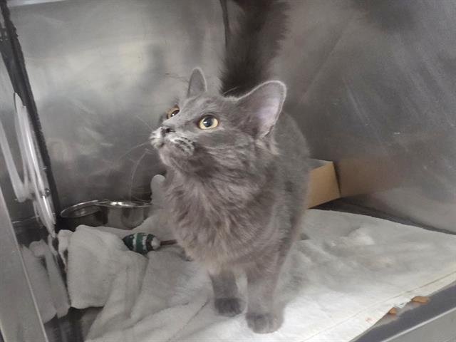 AZRAEL - Domestic Medium Hair available for adoption