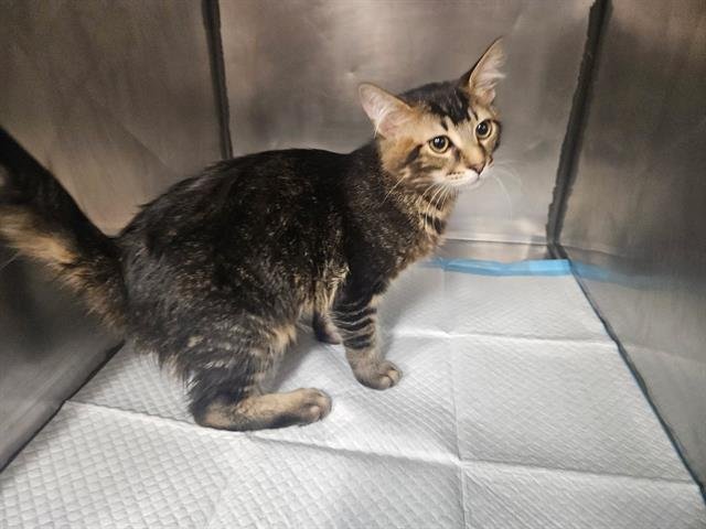 FLUFFERS - Domestic Medium Hair available for adoption