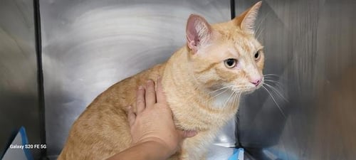 GEORGE - Domestic Short Hair available for adoption