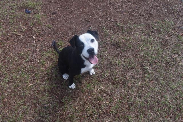 ZELDA - Bulldog available for adoption