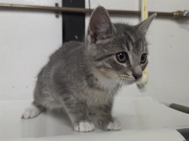 ALEXANDER - Domestic Short Hair available for adoption