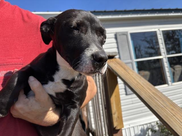 POSSUM - Pit Bull Terrier available for adoption