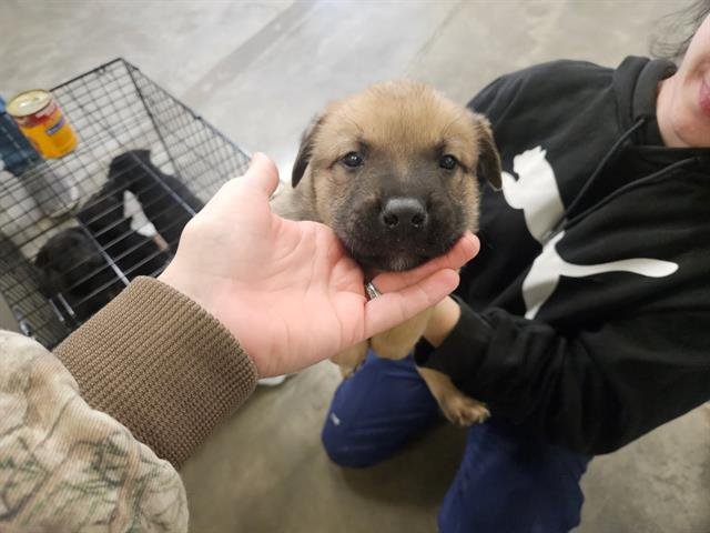 CEDAR - Labrador Retriever / Boxer available for adoption