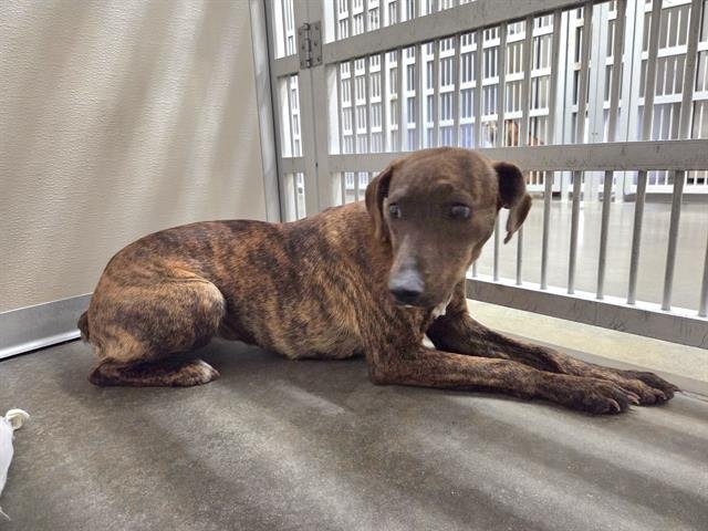 CAMMY - Pit Bull Terrier available for adoption