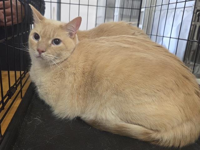 DOC - Domestic Short Hair available for adoption