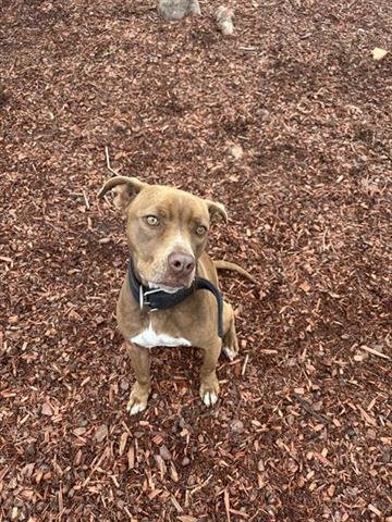 CLAIRE - American Pit Bull Terrier available for adoption